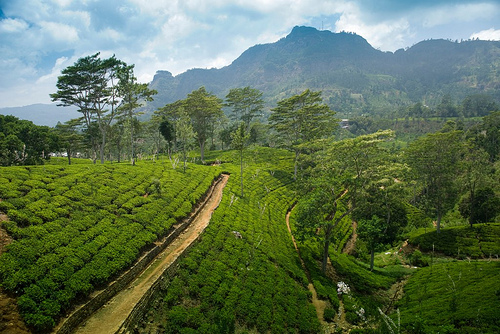 Countryside