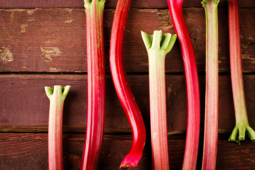 rhubarb-season-feature