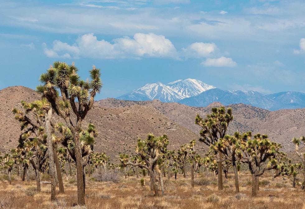 Joshua Tree National Park