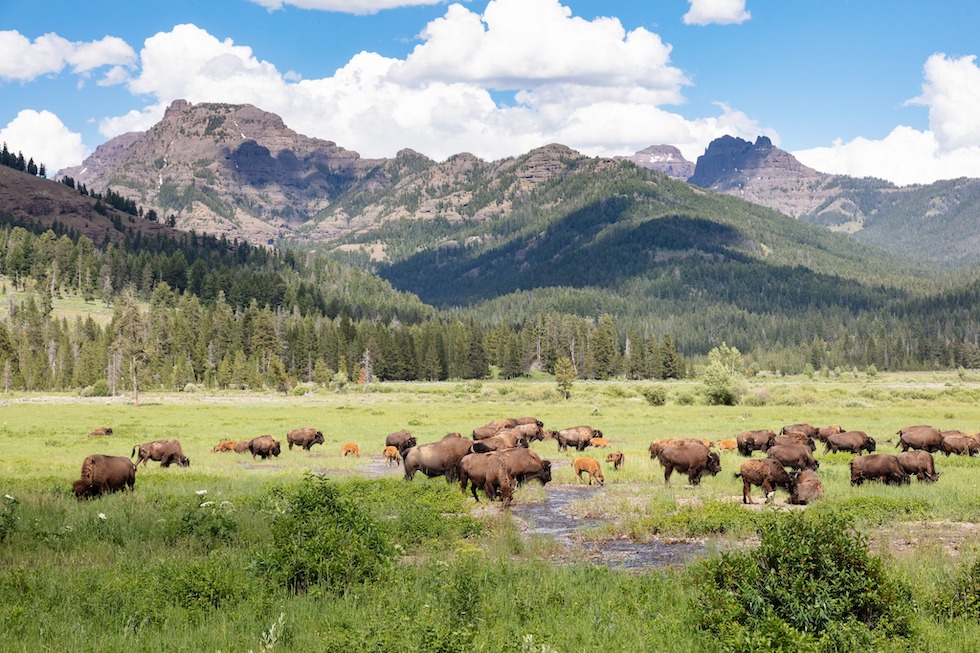 Yellowstone National Park
